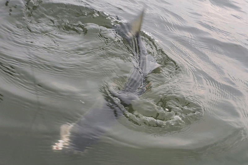 rockfish in the water