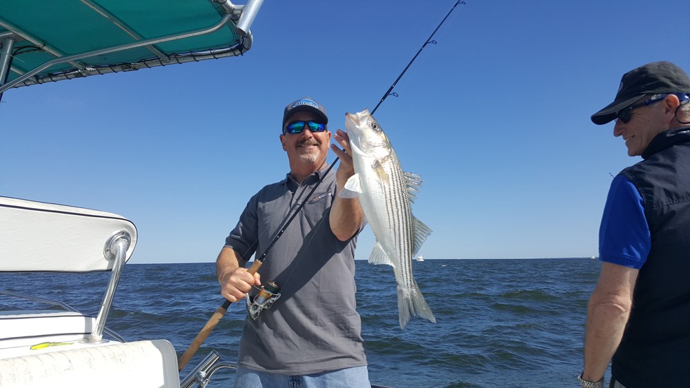 rockfish in chesapeake bay