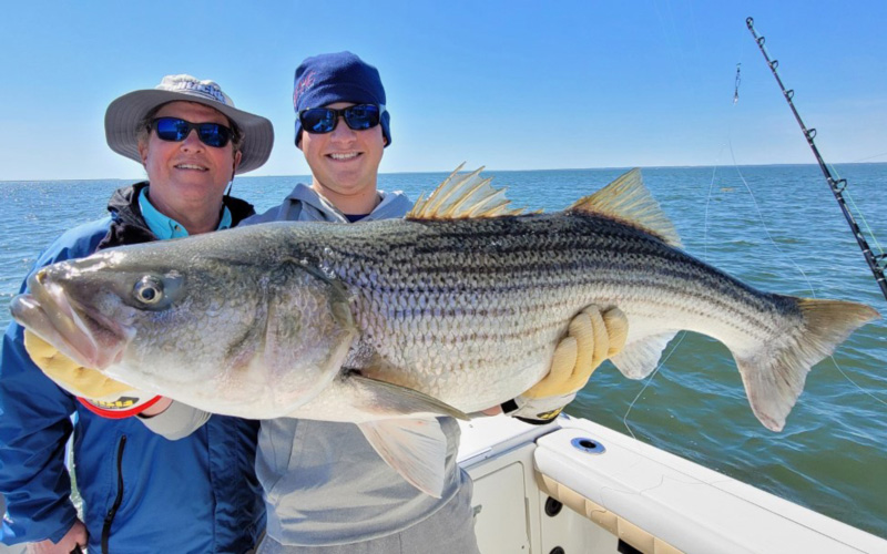 big rockfish