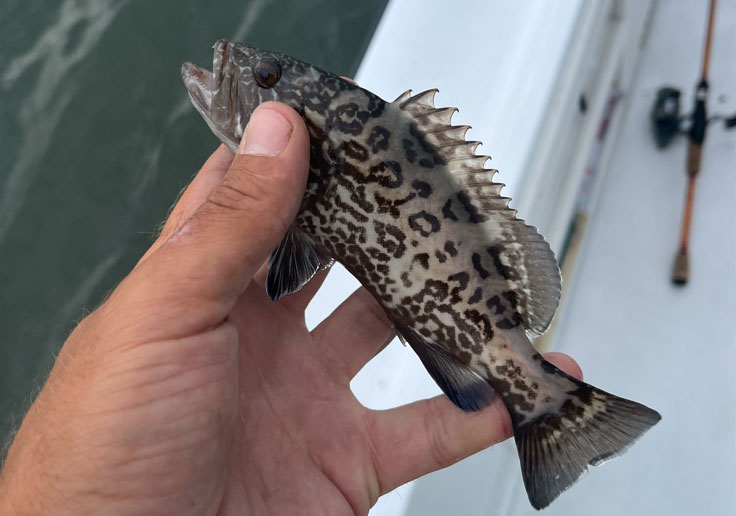 grouper in the chesapeake