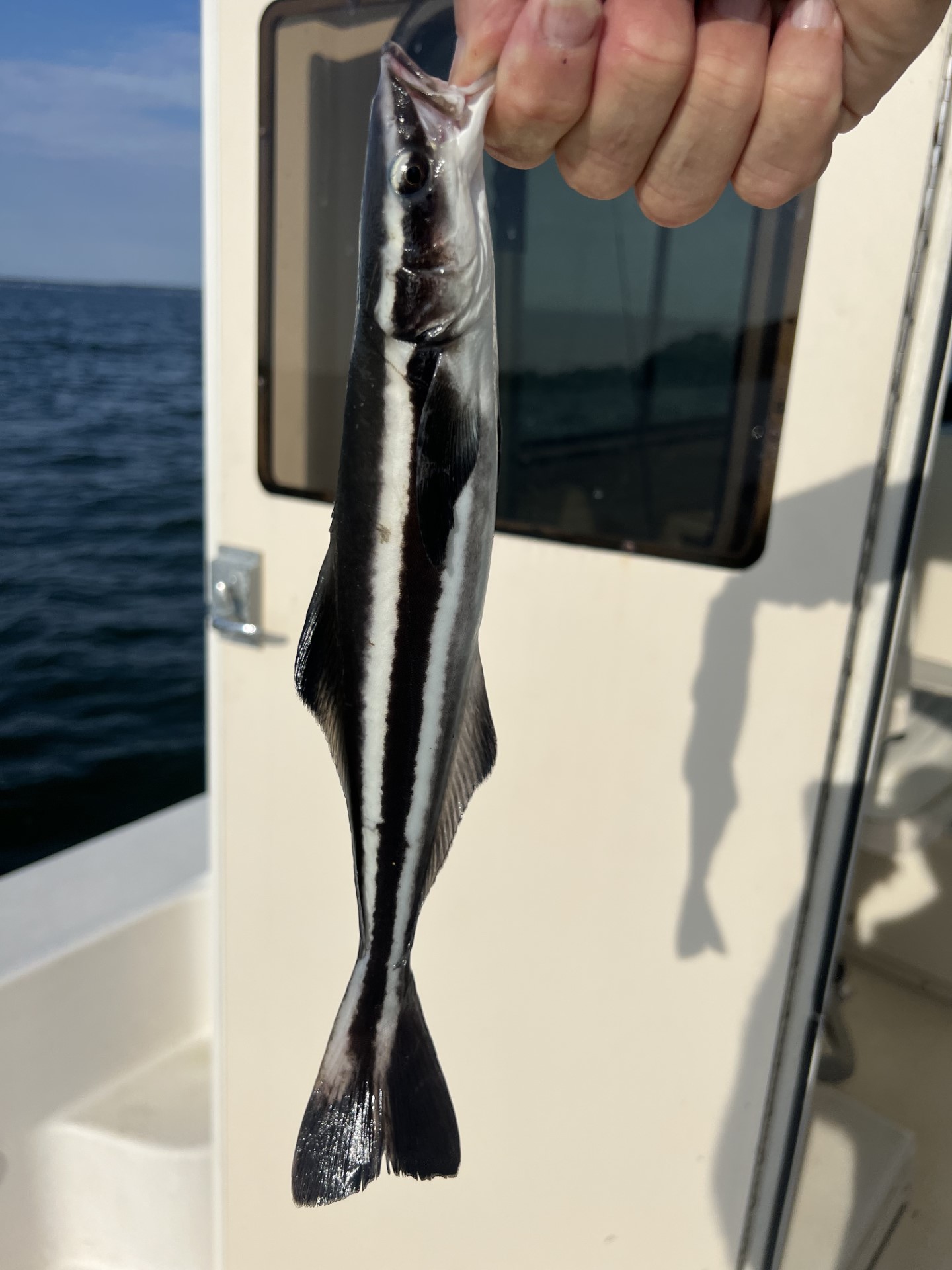 baby cobia fish 