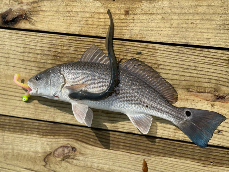 redfish with lampray in lower chesapeake bay