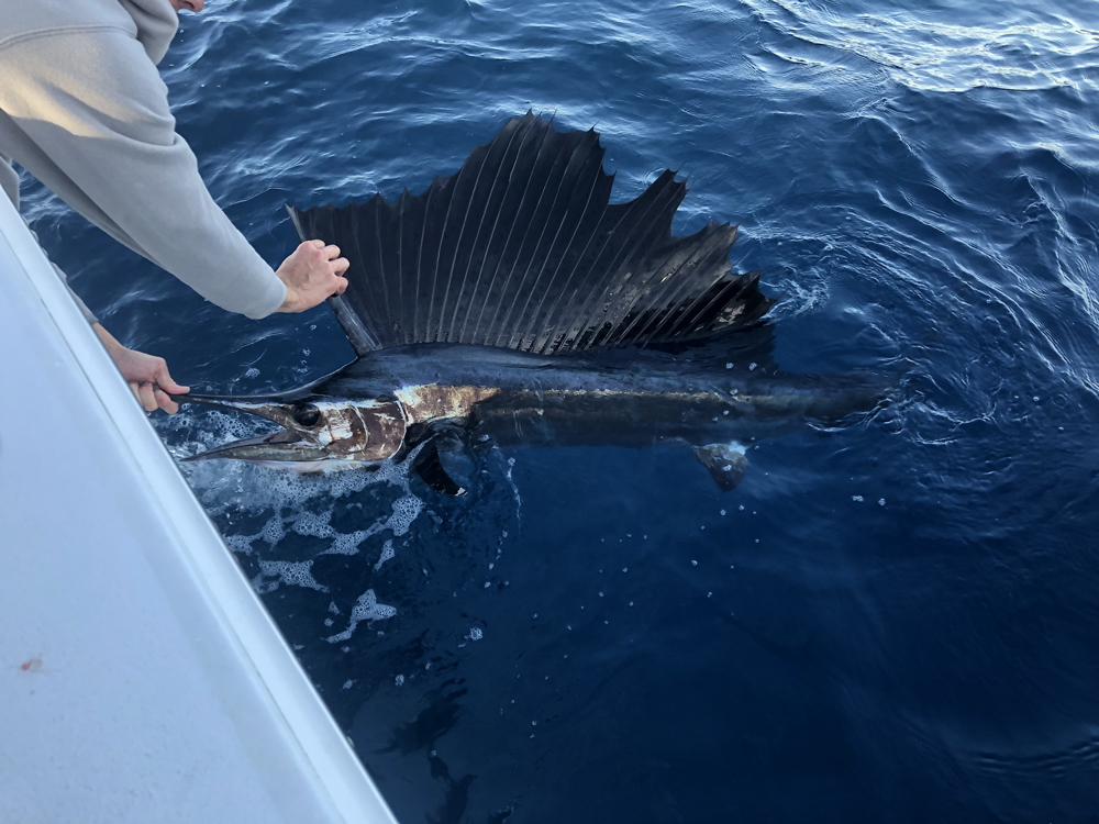 fishing for sailfish