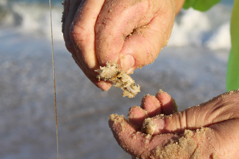 sand fleas for bait