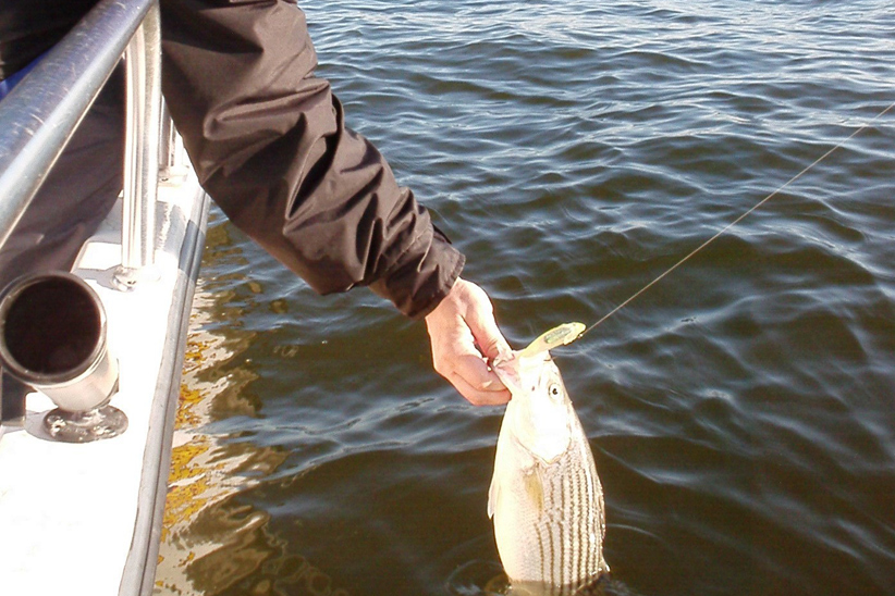 striped bass fishing chesapeake bay