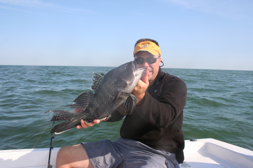 sea bass mid-atlantic