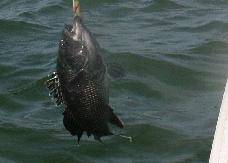 sea bass and tog biting