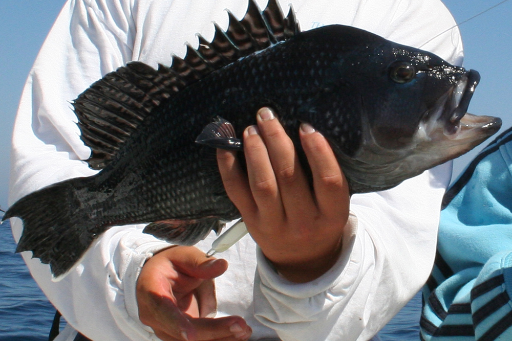 black sea bass fishing on wrecks