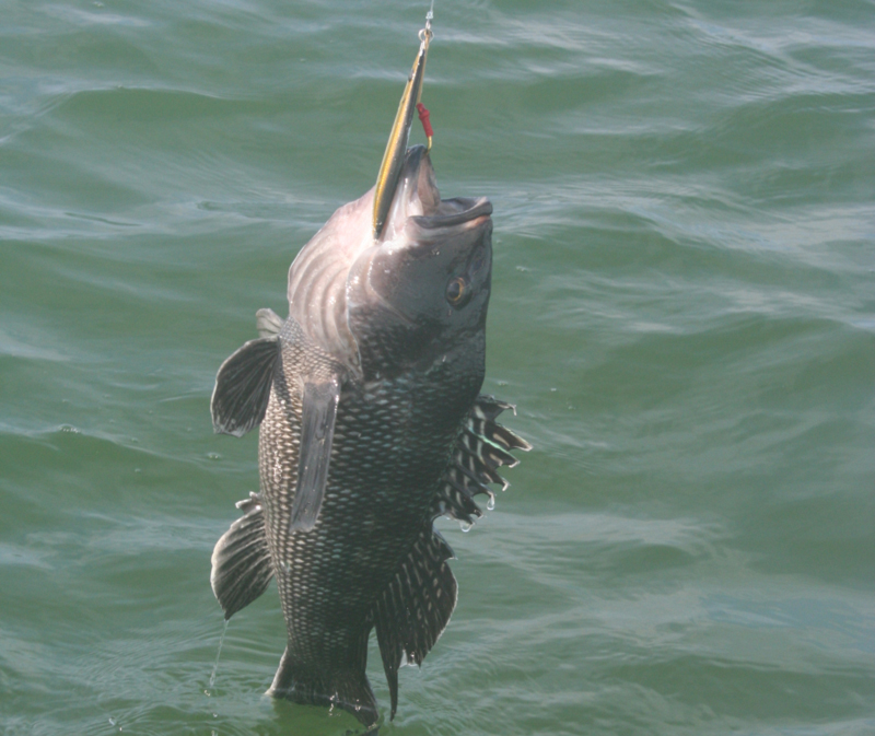 sea bass in green water