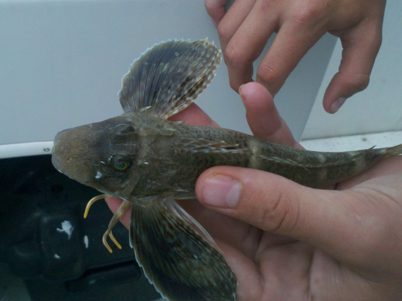 sea robin