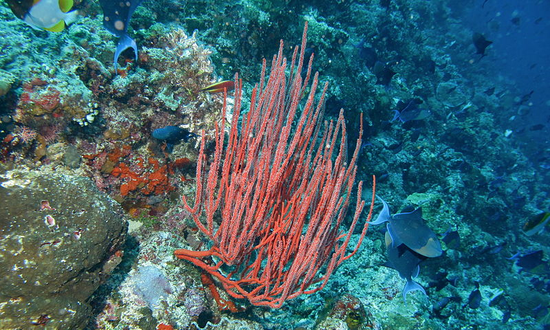 ocean coral sea whip