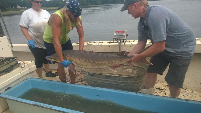 scientists tag a sturgeon