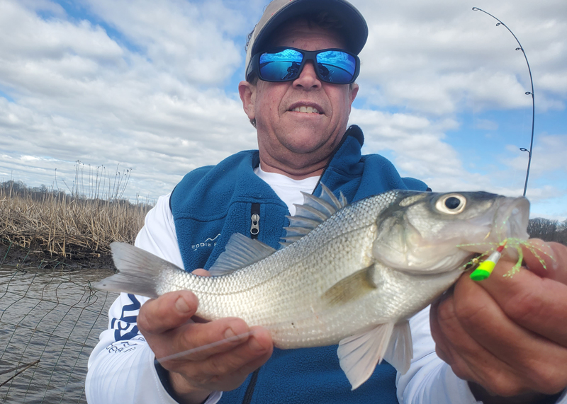 white perch on a shad dart