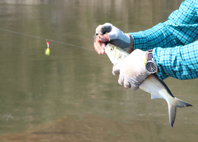 shad caught fishing with a shad dart