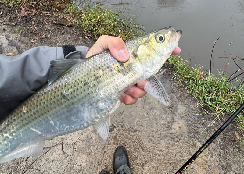 hickory shad fishing in the river