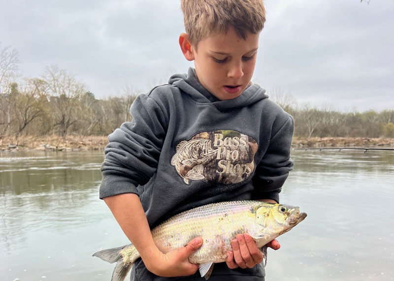 shad caught in the river