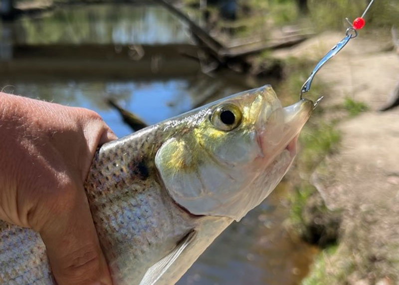 silver shad spoon