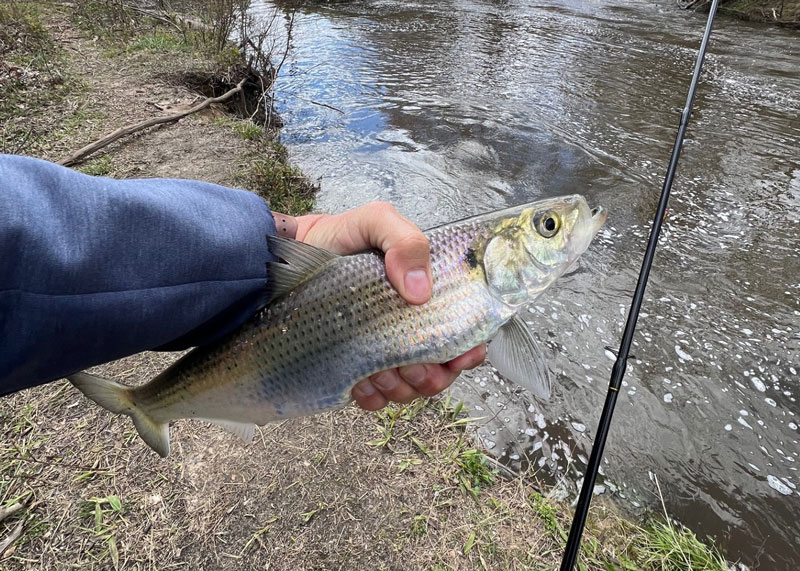 Lower Bay Fishing Reports