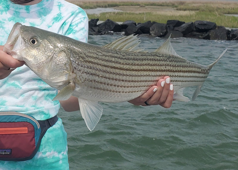 shallow water fishing for stripers