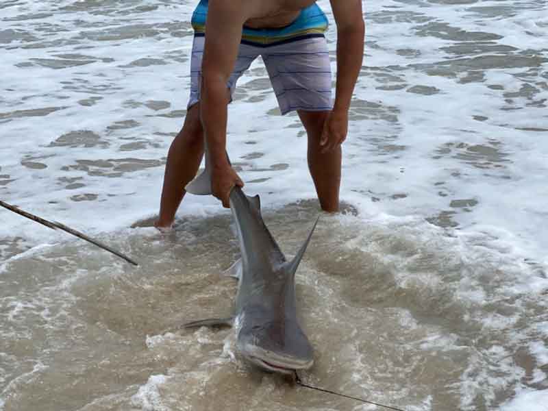 shark in the surf