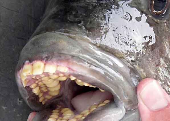 sheepshead fish