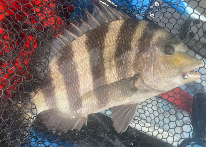 sheepshead in net