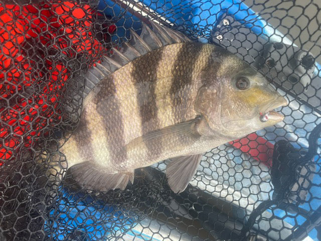 sheepshead in a net