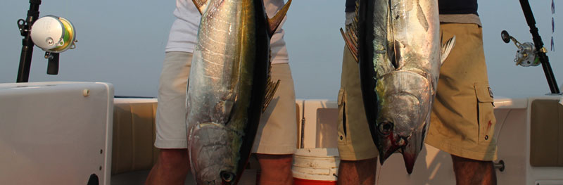 shamano talica reel caught this tuna