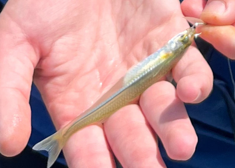 silverside minnow