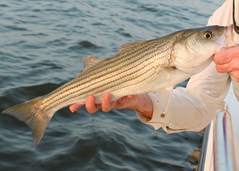 slot rockfish