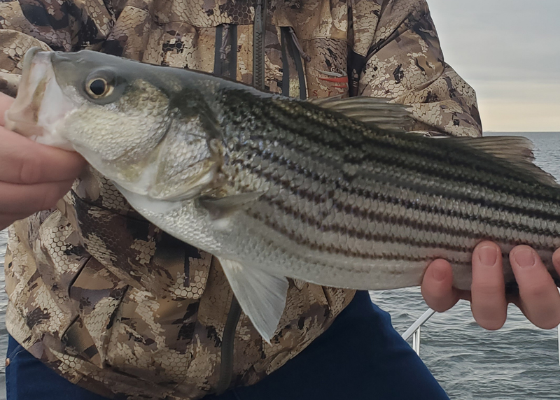 slot size rockfish