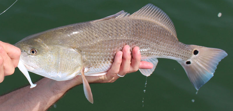 redfish on a jig