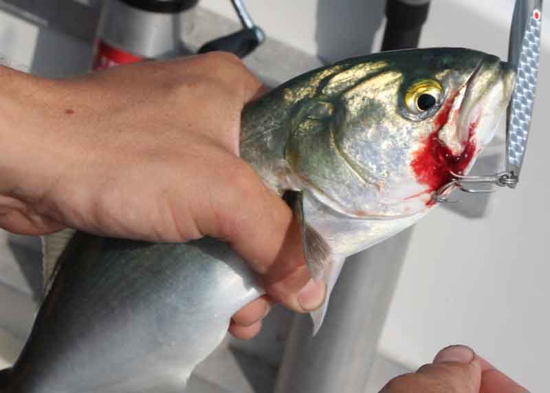 bluefish in chesapeake bay