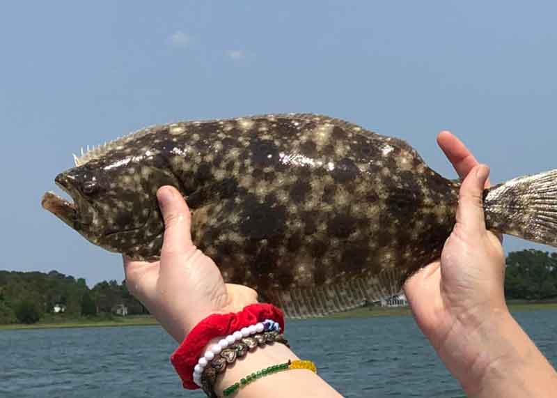 small flounder