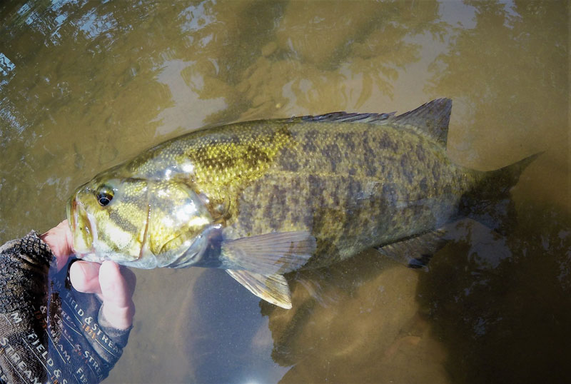 fishing for small mouth bass