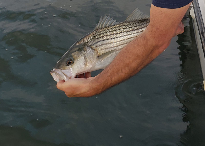 small rock fish