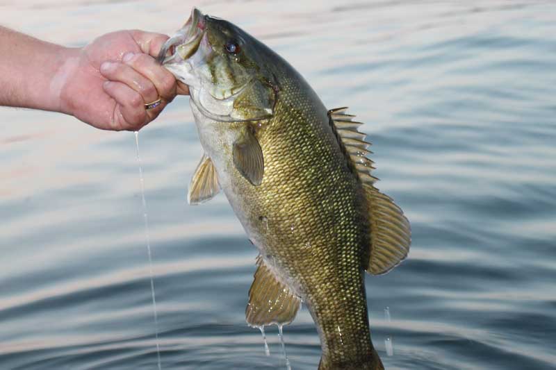 smallmouth bass fishing