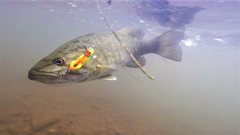 smallmouth bass fighting a lure