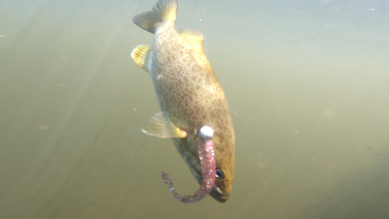 smallmouth bass fishing in a river