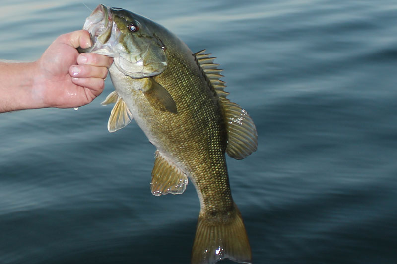 smallmouth bass in the river