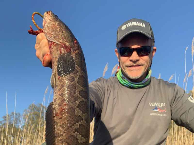 angler caught a snakehead fish