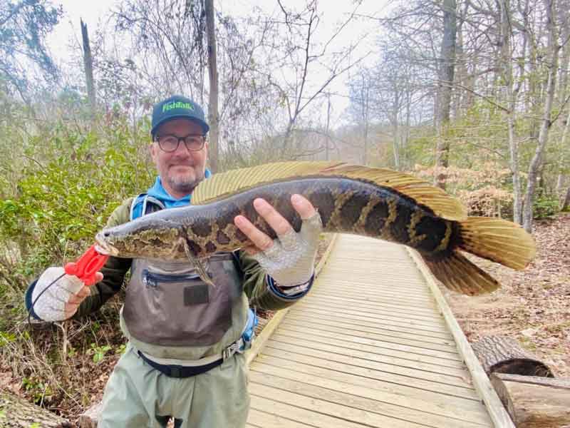 angler holding a snakehead