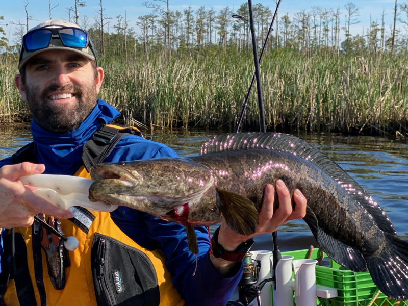 snakehead caught on a chatterbait