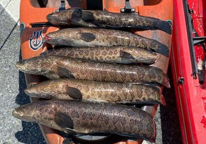 snakeheads piled up on a fishing kayak