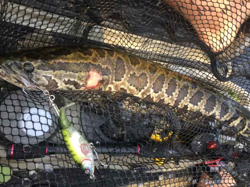 snakehead in a kayak