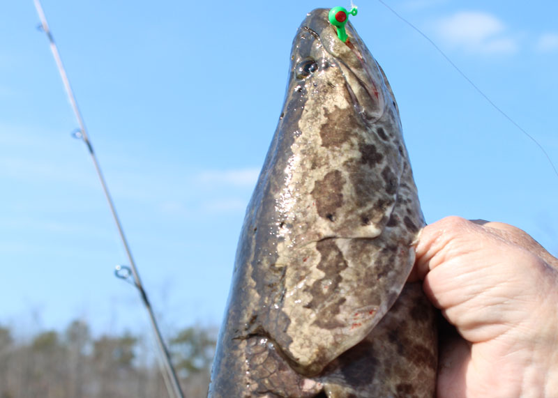 snakehead in sunny weather