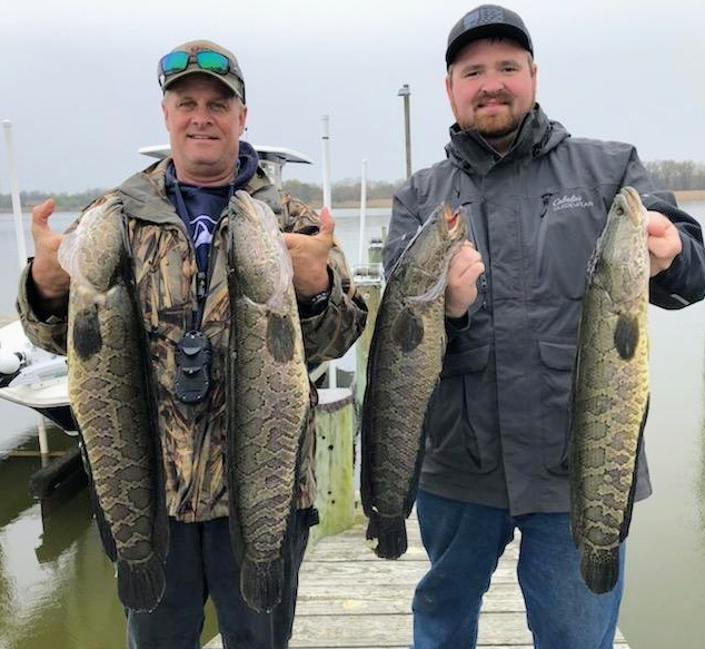 anglers with snakehead fish they caught