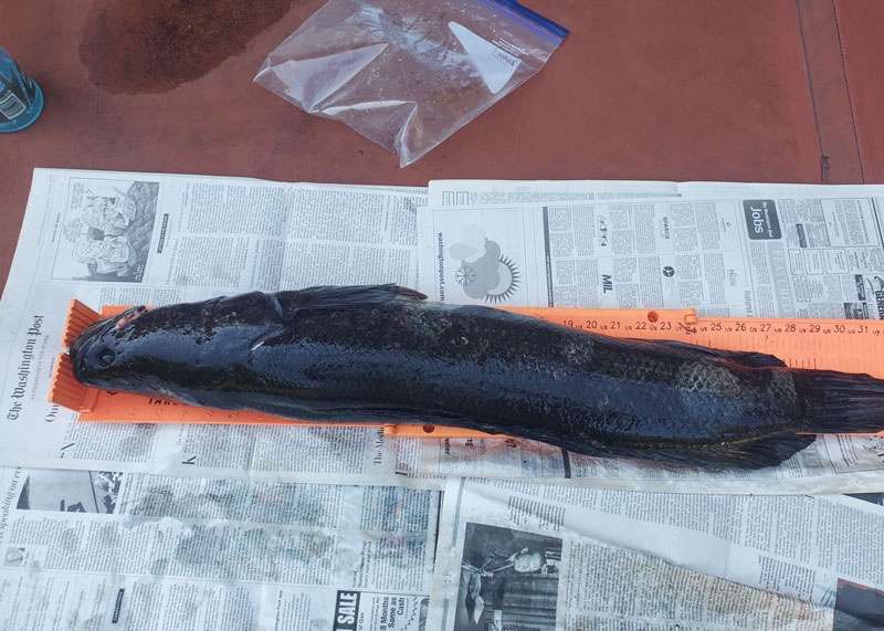 snakehead fish