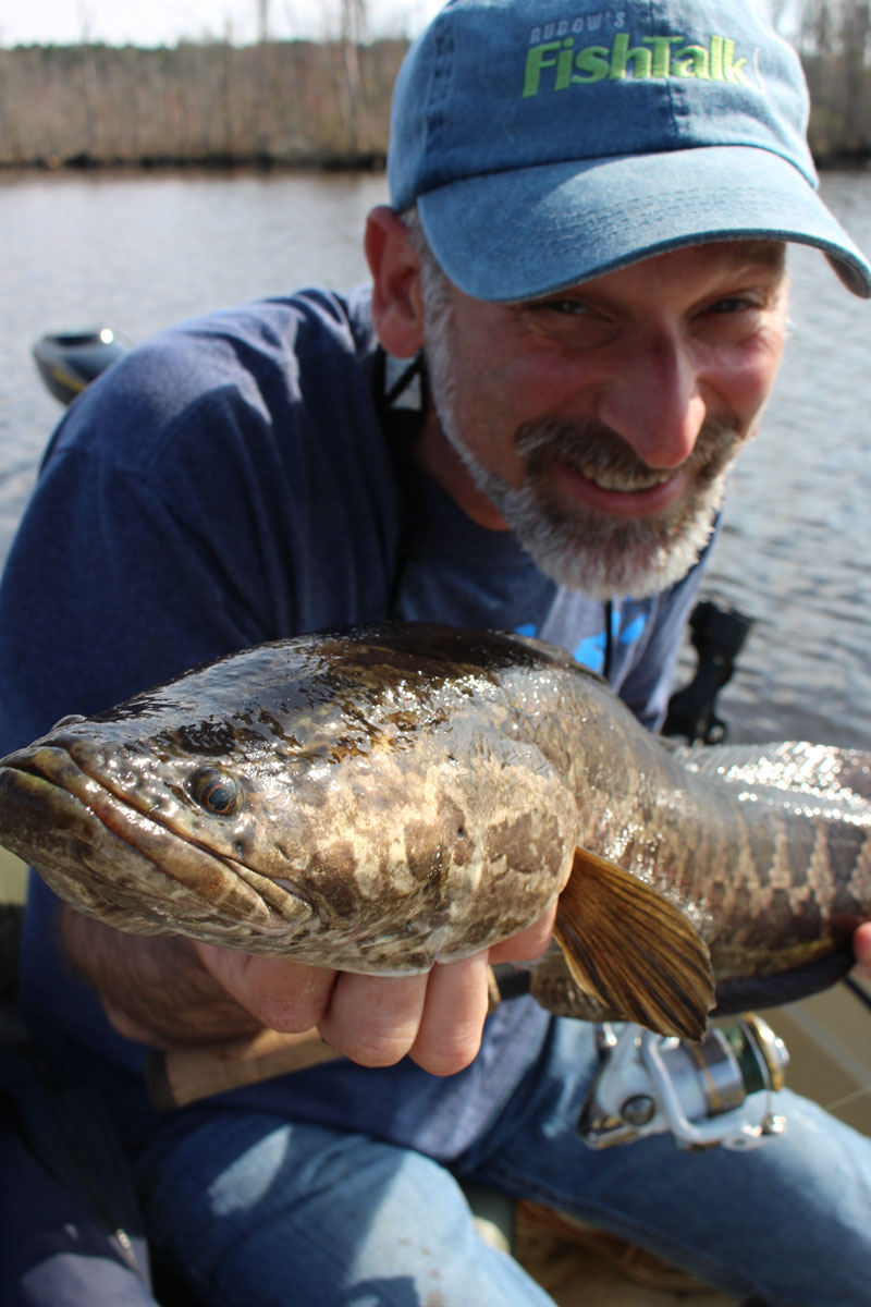 northern snakehead fish