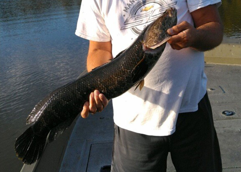 snakehead fish